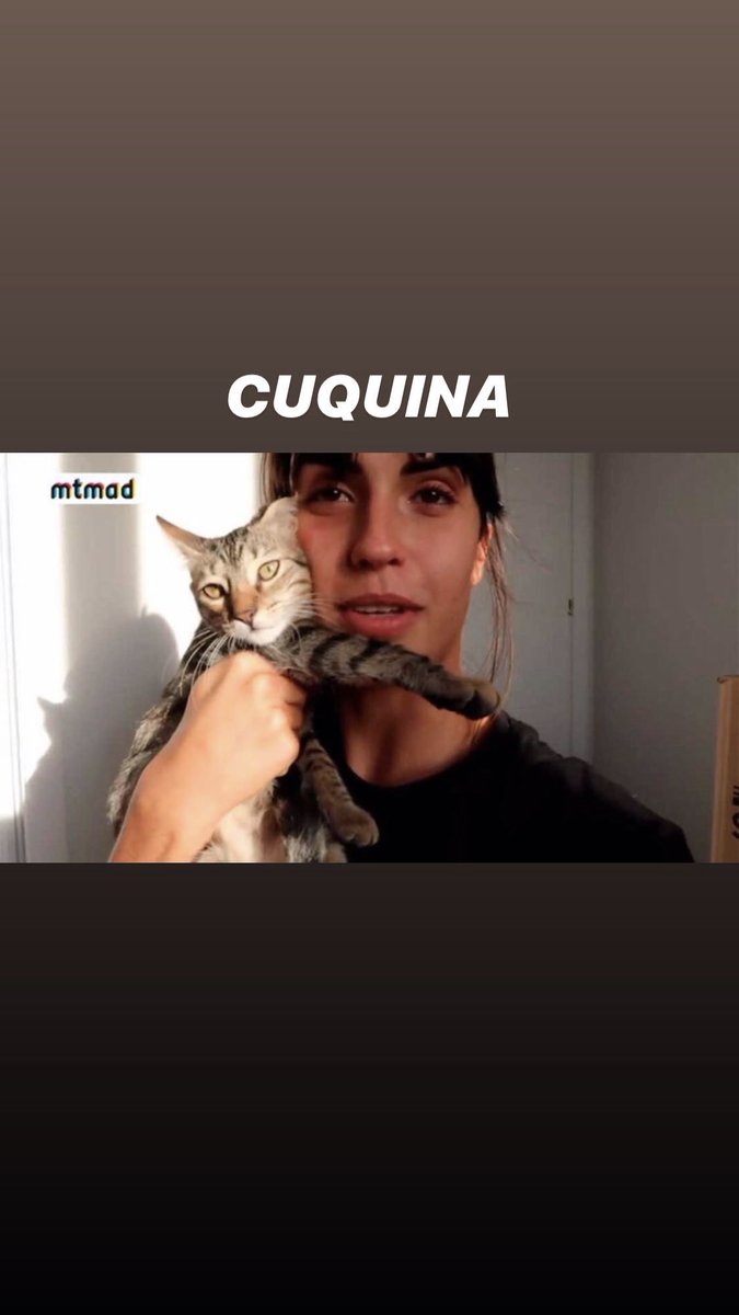 ivan_chillout11's tweet photo. Estos son los gatitos que le han robado a Sofi.

Por favor, dad RT para difundir lo máximo posible este tweet. Para Sofi sus gatos son vitales y si no los recupera estaría destrozada.

@sofiasuescun, estamos todos contigo ❤️❤️ #SofiaTodosContigo https://t.co/MBDAuv5qXY