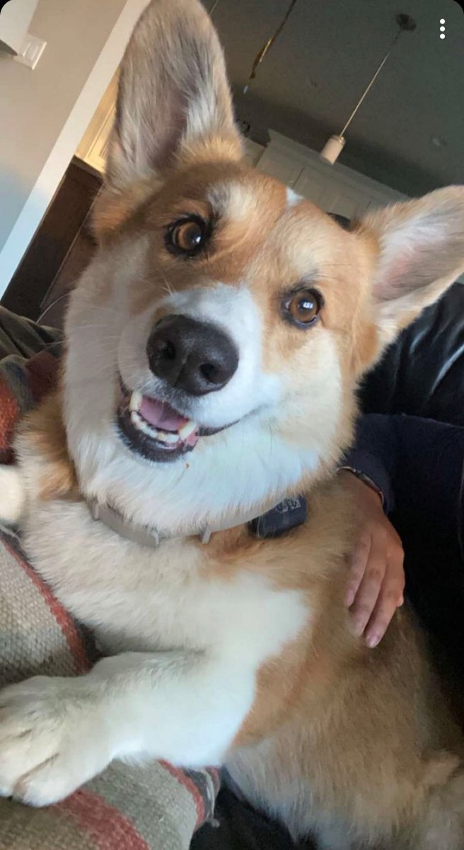 Tank_the_Corgi tweet media