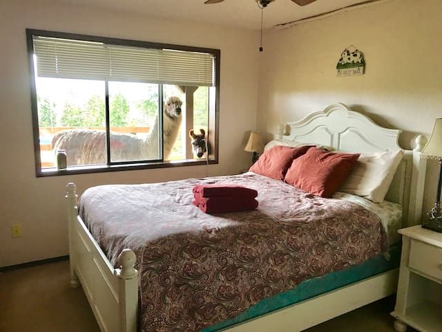 Calling all llama-lovers, get ready to update your #bucketlist, cause we found an Airbnb just across the border from Victoria, British Colombia, #Canada where llamas visit you in your guest room! Who has snuggle a LLama on their bucket list? buff.ly/2ZKuwD5