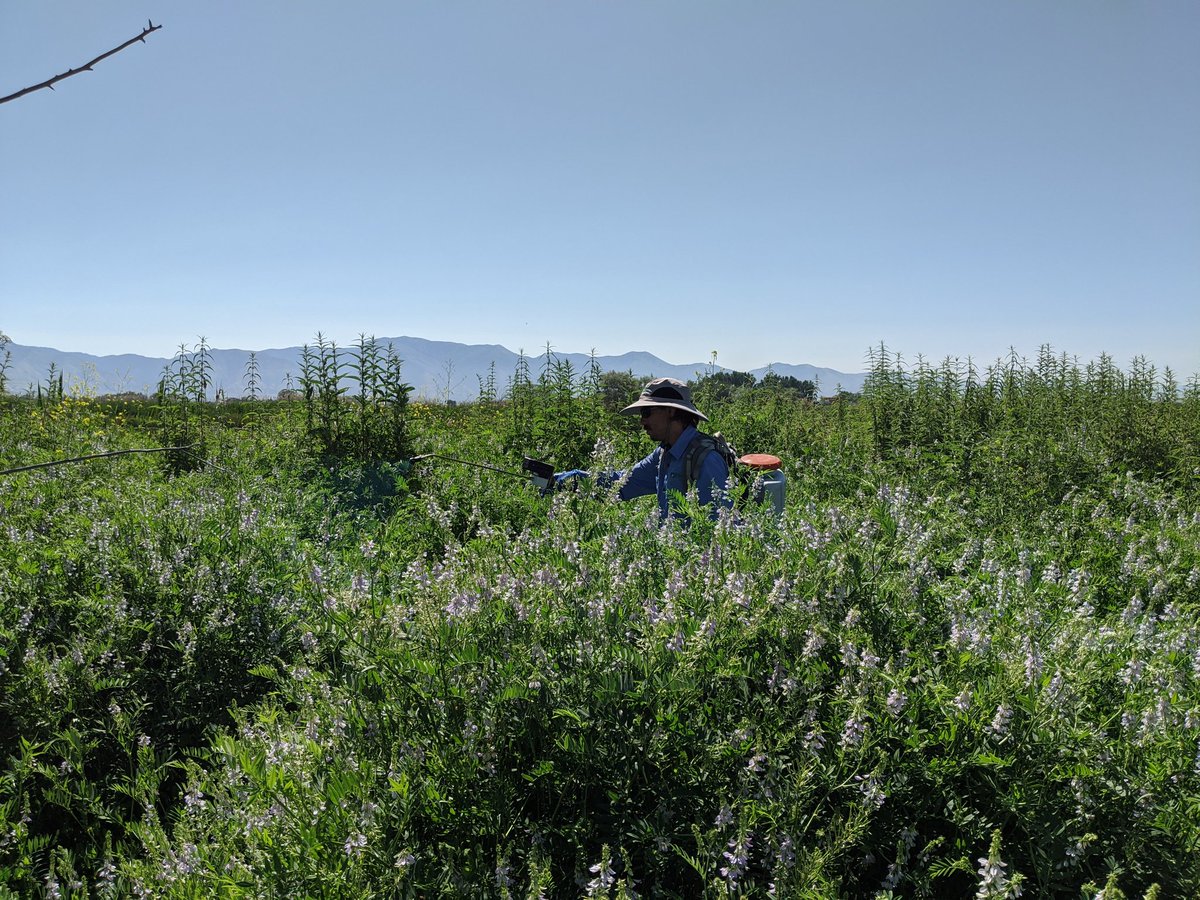 PMGVegetation's tweet photo. I spy someone spraying some #noxiousweeds.  Any guesses on what #invasivespecies he's treating?
#vegetationmanagement #workoutside https://t.co/N3tsr5khZt