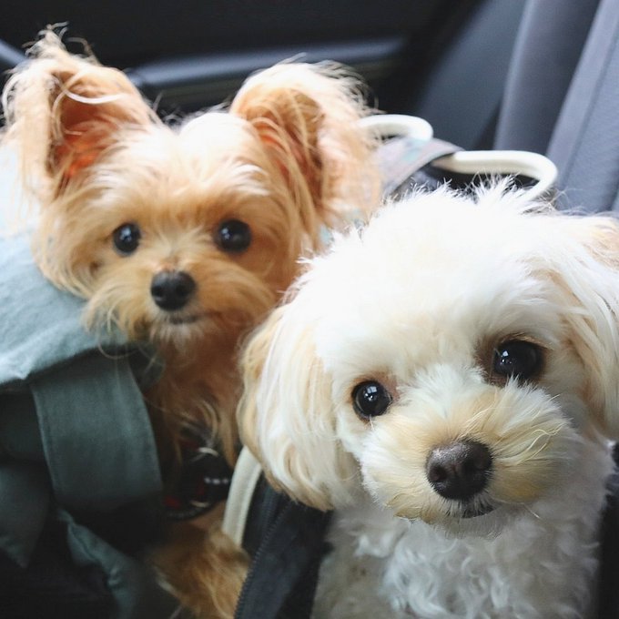 ミックス犬をやめたほうがいい理由は 多頭飼い 初心者繁殖は超危険 ワンコと一緒にハッピーライフ