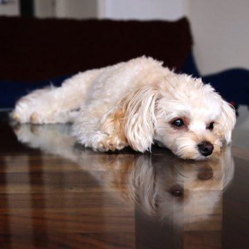 ミックス犬をやめたほうがいい理由は 多頭飼い 初心者繁殖は超危険 ワンコと一緒にハッピーライフ