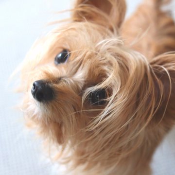 ミックス犬をやめたほうがいい理由は 多頭飼い 初心者繁殖は超危険 ワンコと一緒にハッピーライフ
