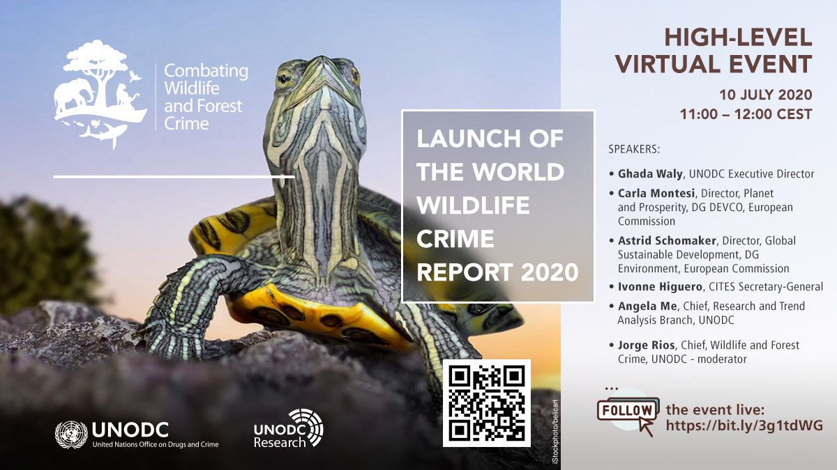 UNODC's tweet image. 📢 Today, 10 July 2020 📅 at 11 a.m. Vienna/Brussels time (CEST) ⏲️ UNODC will launch the World Wildlife Crime Report 2020 🐍 🦏 🐅 🐢 🐘 🌳 🐆
in a high-level event. 

👀 Follow live online: bit.ly/3g1tdWG

ℹ️  Find out more unis.unvienna.org/unis/en/pressr…