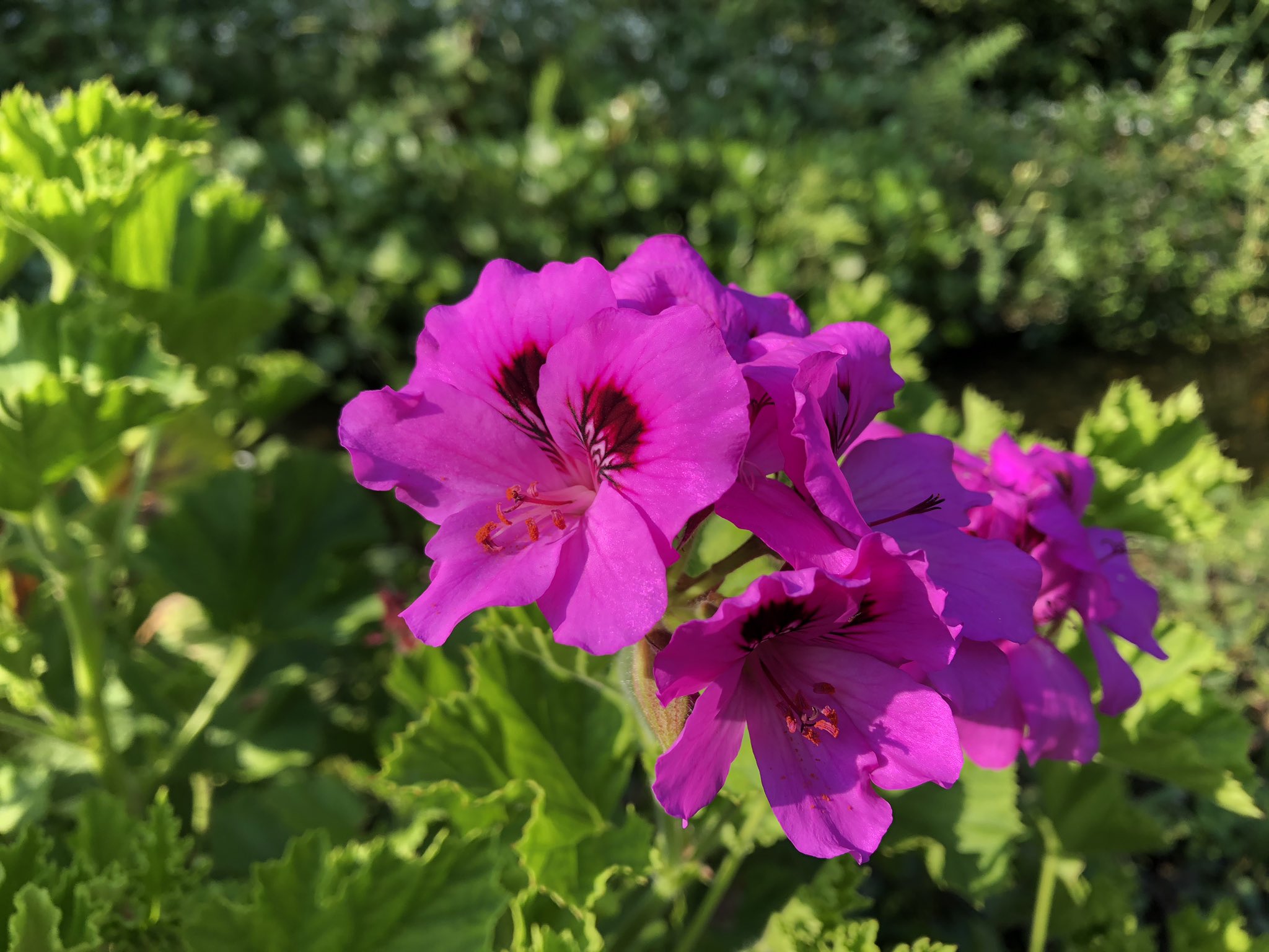 草の名は ペラルゴニウム 代田にて ゼラニウムとかテンジクアオイに似た園芸品種 ふちのフリル具合が艶やかである 食べられるか不明 テンジクアオイの仲間で葉を食べられるものもあるのでなくはない 1000日チャレンジ 330日目 T Co