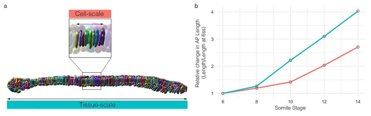 Finally, we show that the rate of elongation at the tissue-scale exceeds that at the cell neighbourhood level – something is missing.We find that cell division in posterior progenitors is required to accelerate elongation by providing new cells to each shape trajectory (8/10)