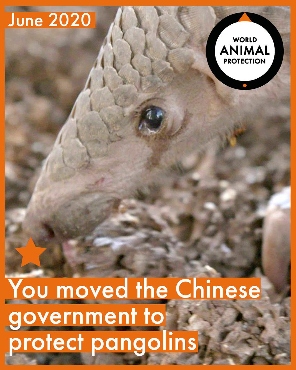 MoveTheWorldIN's tweet photo. Here are just four of the incredible things you helped achieve us in the month of June. Thanks to all our supporters and volunteers
#betterlivesfordogs #dontforgetthem #endwilldlifetrade #pangolins #dogs #straydogs #volunteers #worldanimalprotectionindia #elephants #bears https://t.co/0pfpAGGs7T