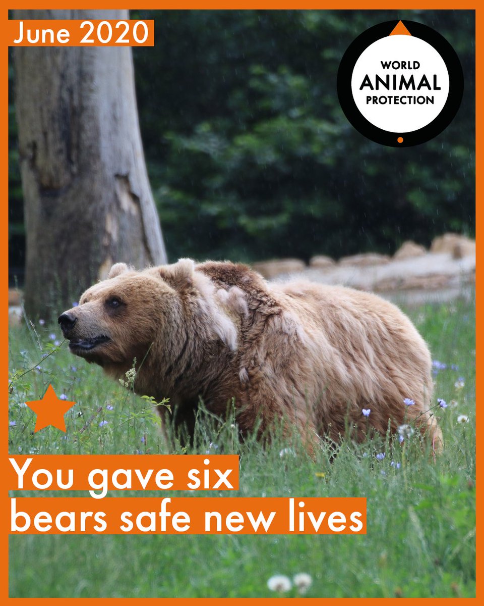 MoveTheWorldIN's tweet photo. Here are just four of the incredible things you helped achieve us in the month of June. Thanks to all our supporters and volunteers
#betterlivesfordogs #dontforgetthem #endwilldlifetrade #pangolins #dogs #straydogs #volunteers #worldanimalprotectionindia #elephants #bears https://t.co/0pfpAGGs7T