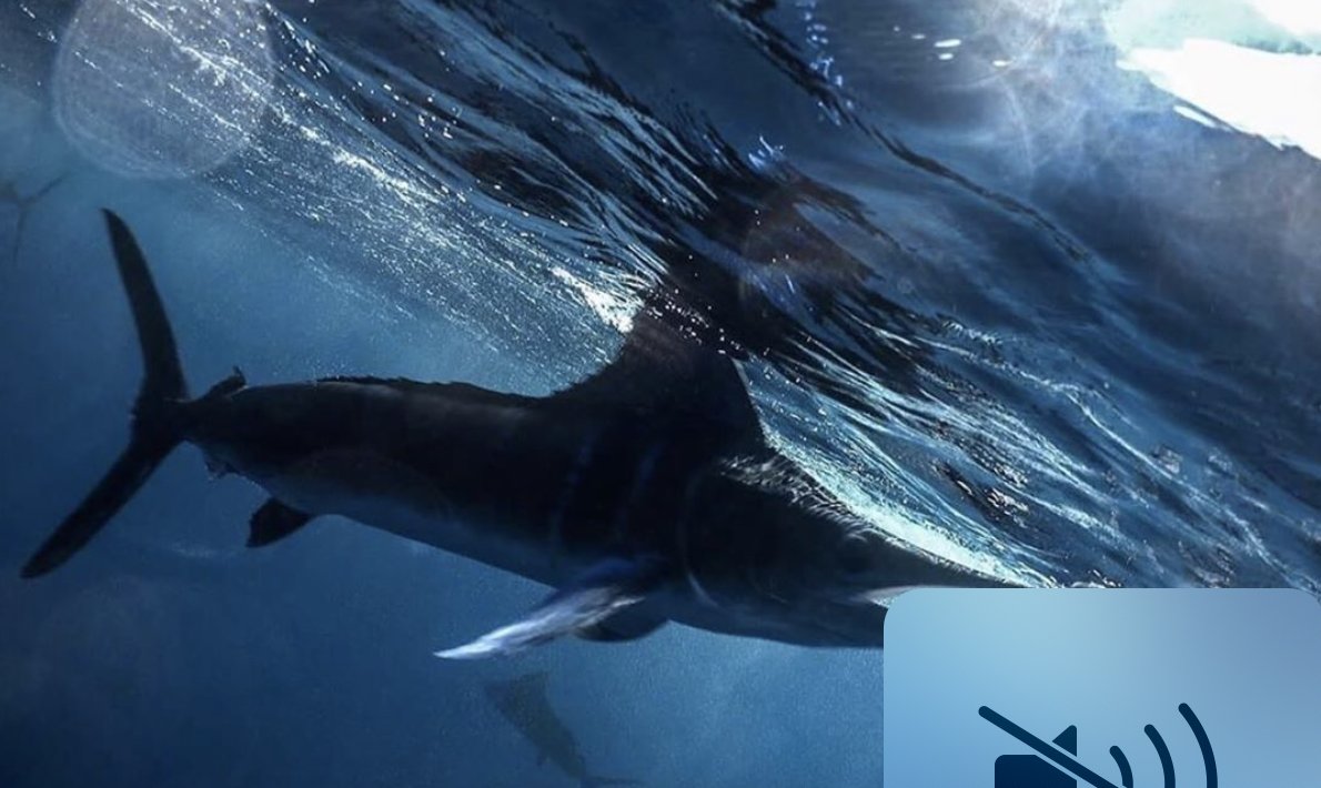 NakaweProject's tweet photo. For us Marlin worth more alive!
Join the #SaveTheMarlins movement! These fast fish need your help!
Photo by @RegiDomingo
#Marlin #Mexico #Baja #Ocean #Ecotourism #BajaCaliforniaSur #StripedMarlin #Fish #Super #Fish #Experience #NakaweExperience #SaveSpecies #SaveTheMarlins https://t.co/t3rSbD9gjS