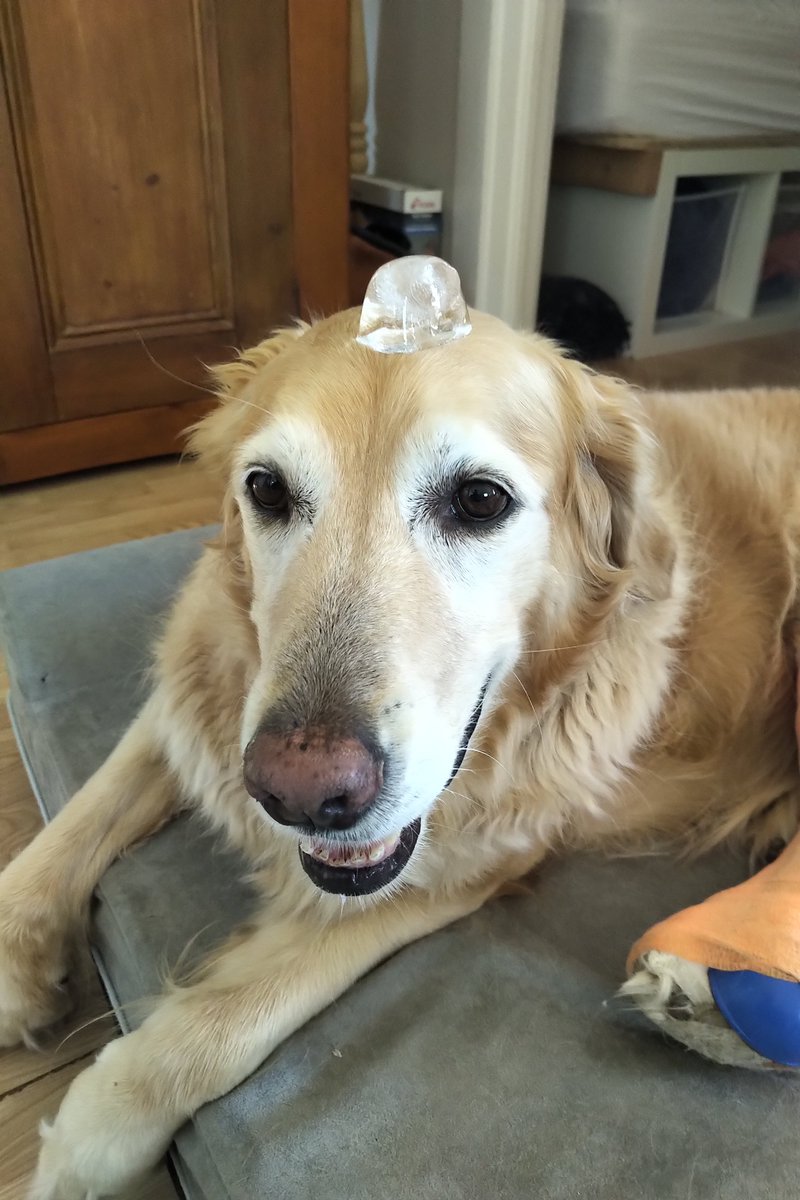 DaisyGrp's tweet photo. Athena thinks her hat keeps her very cool! #DaisyDogs https://t.co/ju9wQ6kCt3