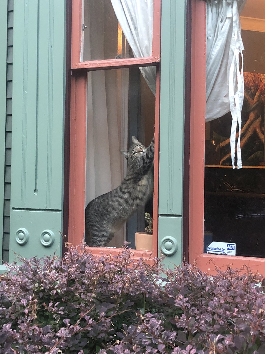 CheyCab's tweet image. In Saint Paul it’s a city ordinance, that sexy ladies can only show off their goods behind glass.
