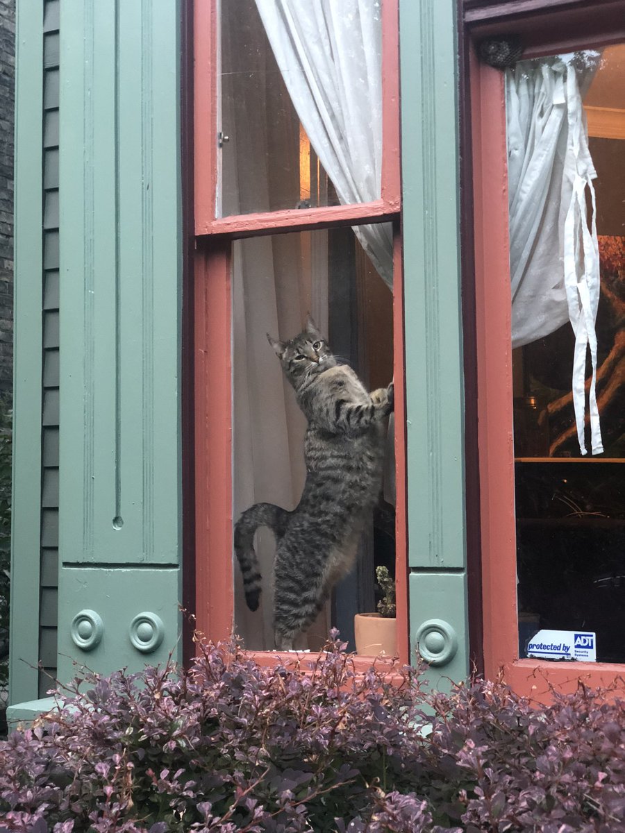 CheyCab's tweet image. In Saint Paul it’s a city ordinance, that sexy ladies can only show off their goods behind glass.