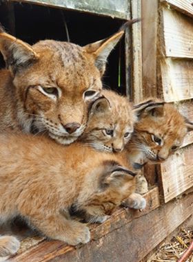 cornwallnatcons's tweet photo. June newsletter gone live, our baby #lynx and #jaguarundi are growing fast ... https://t.co/gs7ipK3uzI