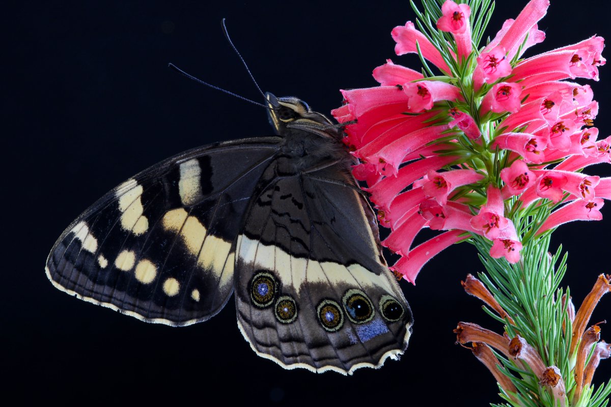 Grootbos's tweet photo. All creatures great and small have their role to play. The Table Mountain Pride butterfly, is a diligent pollinator. Pollinators are essential to ecosystems and to our survival.
#InspireTheFuture #GrootbosMagic #DreamNowTravelLater https://t.co/lUpYywpfPI