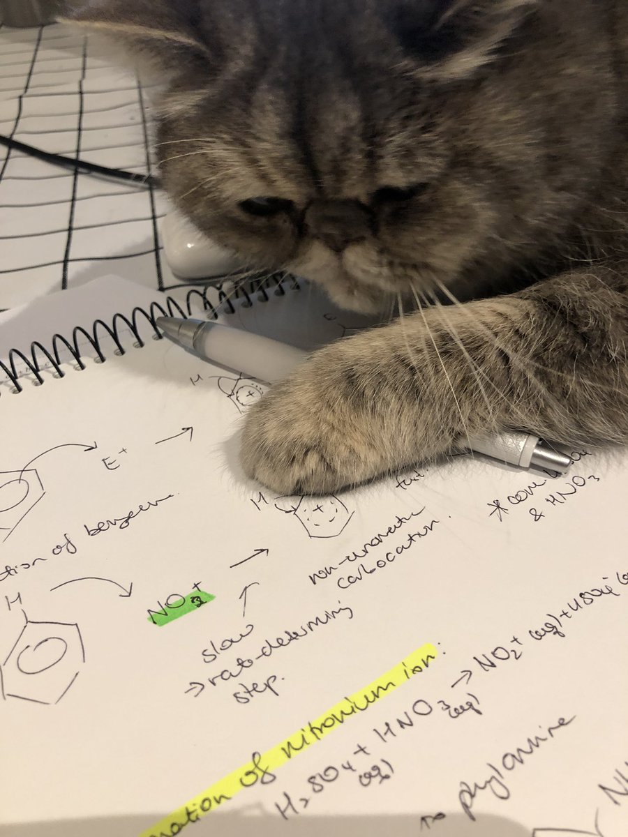Annacylostoma's tweet photo. 妞妞 not letting me do work because maybe it’s too late at night (she’s a great study buddy and lies on my table giving me company until I get into bed...) #IBproblems #catsoftwitter #chemistry https://t.co/gxB5uVKpOX