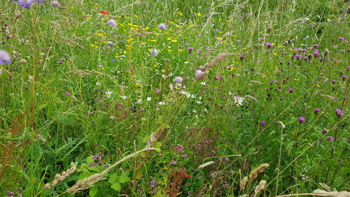 HenllysLNR's tweet photo. Our managed #native #wildflower areas have taken over 4 years of trials, but are stunning & full of life. #lovepollinators #NaturalBuzz https://t.co/WNo7m9uTgM