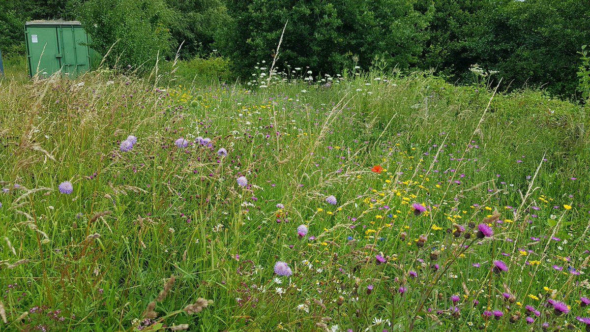 HenllysLNR's tweet photo. Our managed #native #wildflower areas have taken over 4 years of trials, but are stunning & full of life. #lovepollinators #NaturalBuzz https://t.co/WNo7m9uTgM