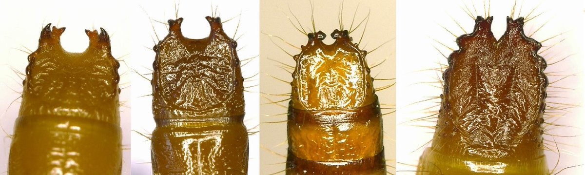 EPPO_efficacy's tweet photo. New EPPO Zonal Example on efficacy data requirements for #pesticide authorization published: Efficacy data requirements for authorization of #insecticide (#SeedTreatment) against #wireworms https://t.co/uqUqA3GvSH
#PPP #IPM #seed https://t.co/RIHEgJIbxU