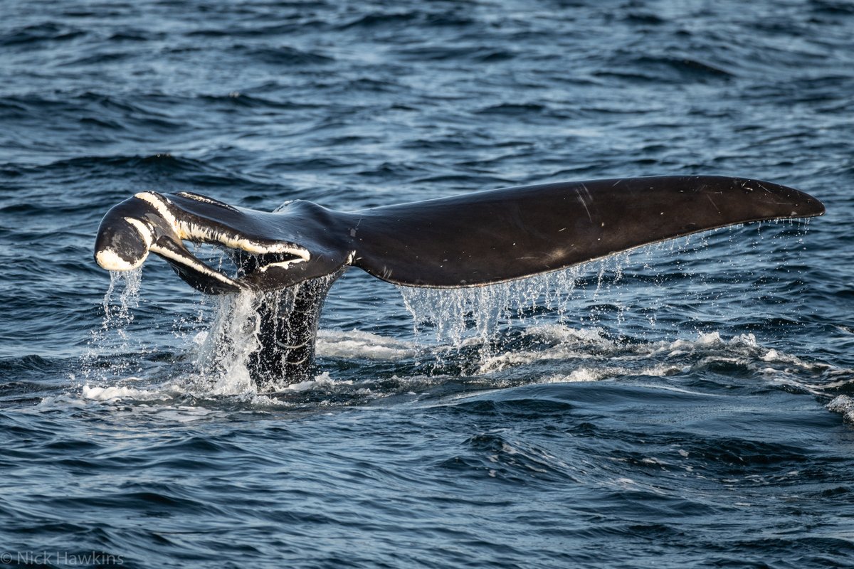 #URGENT: @IUCNRedList changes North Atlantic right whale status from “endangered” to “critically endangered.” With only around 400 left, @Transport_gc must make ship slowdowns mandatory in Canada’s Cabot Strait to help save these whales. More: oceana.ca/en/press-cente…