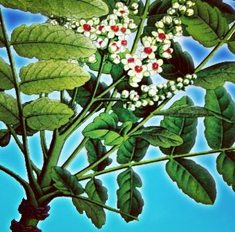 DeepakKGhosh1's tweet photo. Presenting ERC Flora Digest! 
Family Burseraceae; Flora Boswellia Serrata. A flora of Darjeeling himalayas and foothills

For details; reach us at info@ercg.in

#savetheplanet  #flora #biodiversity #digest  #ercfoundation #ercgroup
https://t.co/0PUexsBBXn https://t.co/iLQt9vBRcK https://t.co/a78yPJ9uYX