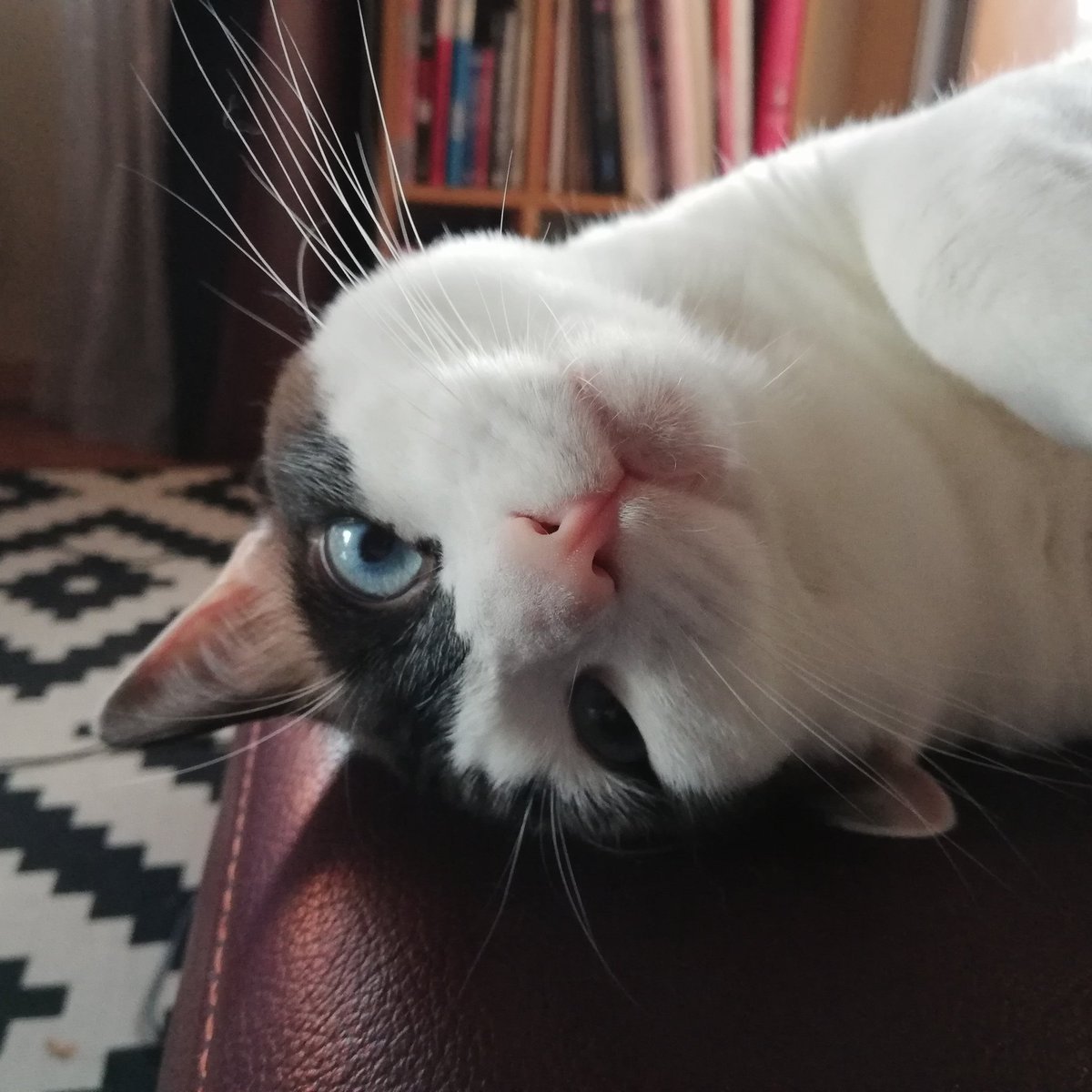 CMinous's tweet photo. Meow https://t.co/v5zRKNFNdN