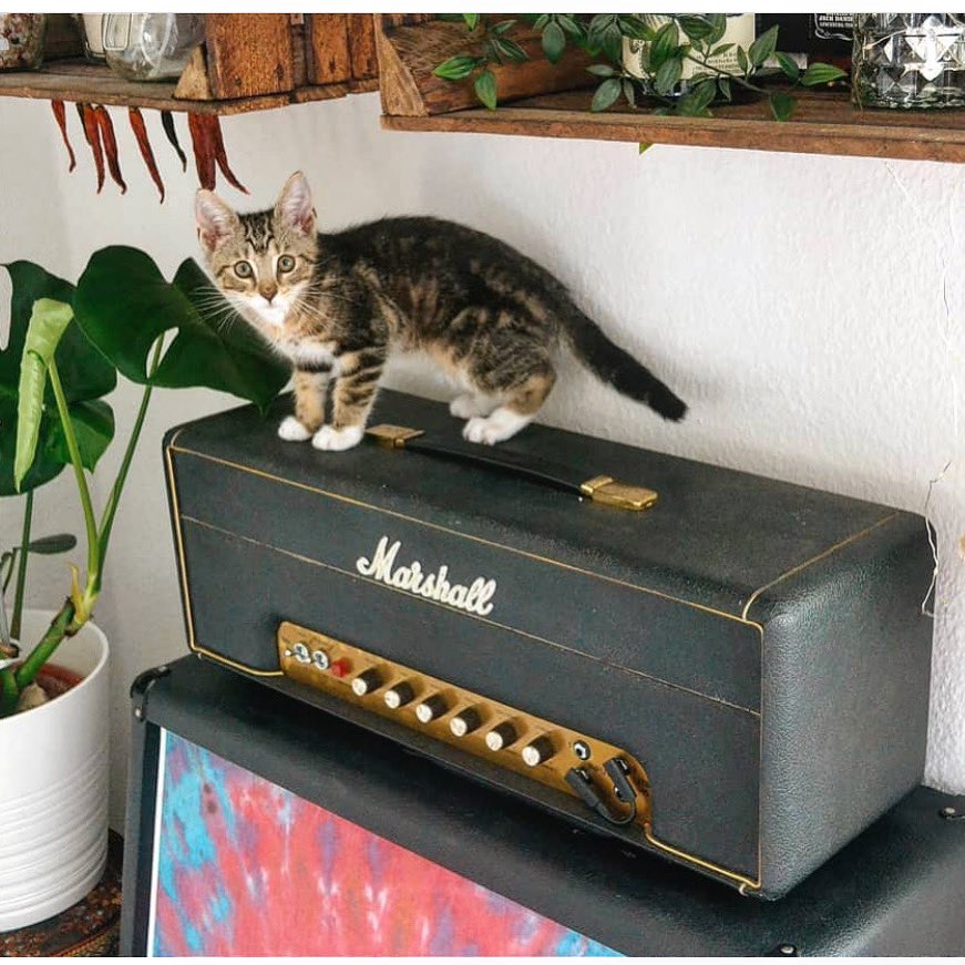 Good morning and happy Thursday! Thank you @nschmitzi @marshallamps_uk #marshall #mars #catlover #musician #catsonamps