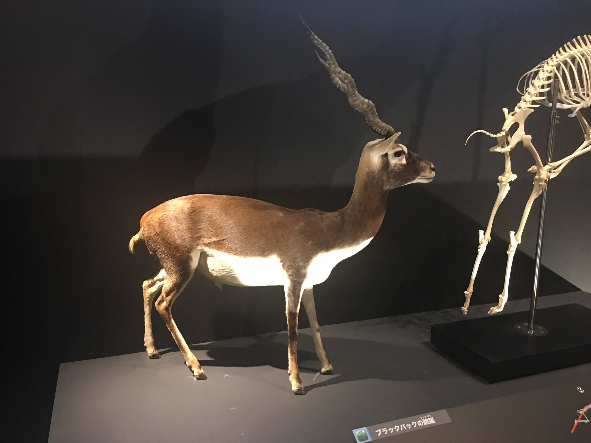 クダトリノ En Twitter 手持ちでブラックバックの写真探してみたけど動物園ではあまり口の中は見えないので 科博の大哺乳類展2での骨格標本が歯の感じがわかりやすいかな 普段は剥製の方しか常設してないので貴重です 跳躍の仕組みも分かりやすい素晴らしい展示でした