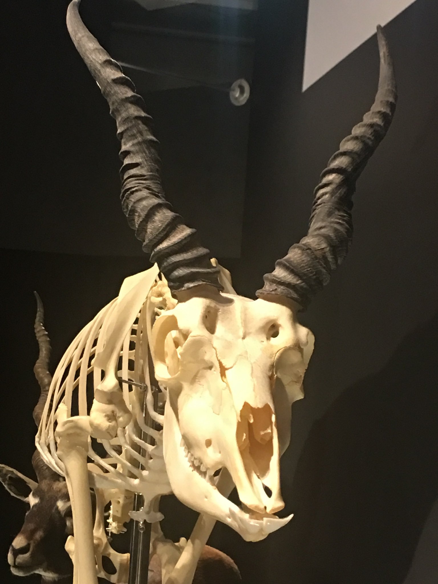 クダトリノ En Twitter 手持ちでブラックバックの写真探してみたけど動物園ではあまり口の中は見えないので 科博の大哺乳類展2での骨格標本が歯の感じがわかりやすいかな 普段は剥製の方しか常設してないので貴重です 跳躍の仕組みも分かり