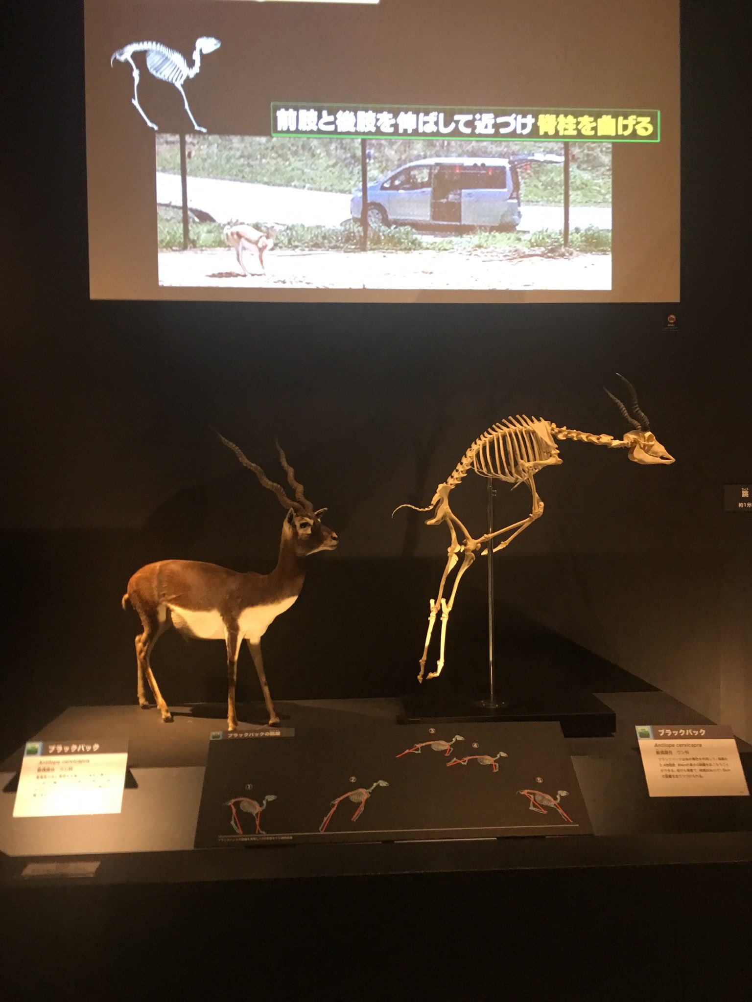 クダトリノ En Twitter 手持ちでブラックバックの写真探してみたけど動物園ではあまり口の中は見えないので 科博の大哺乳類展2での骨格標本が歯の感じがわかりやすいかな 普段は剥製の方しか常設してないので貴重です 跳躍の仕組みも分かりやすい素晴らしい展示でした