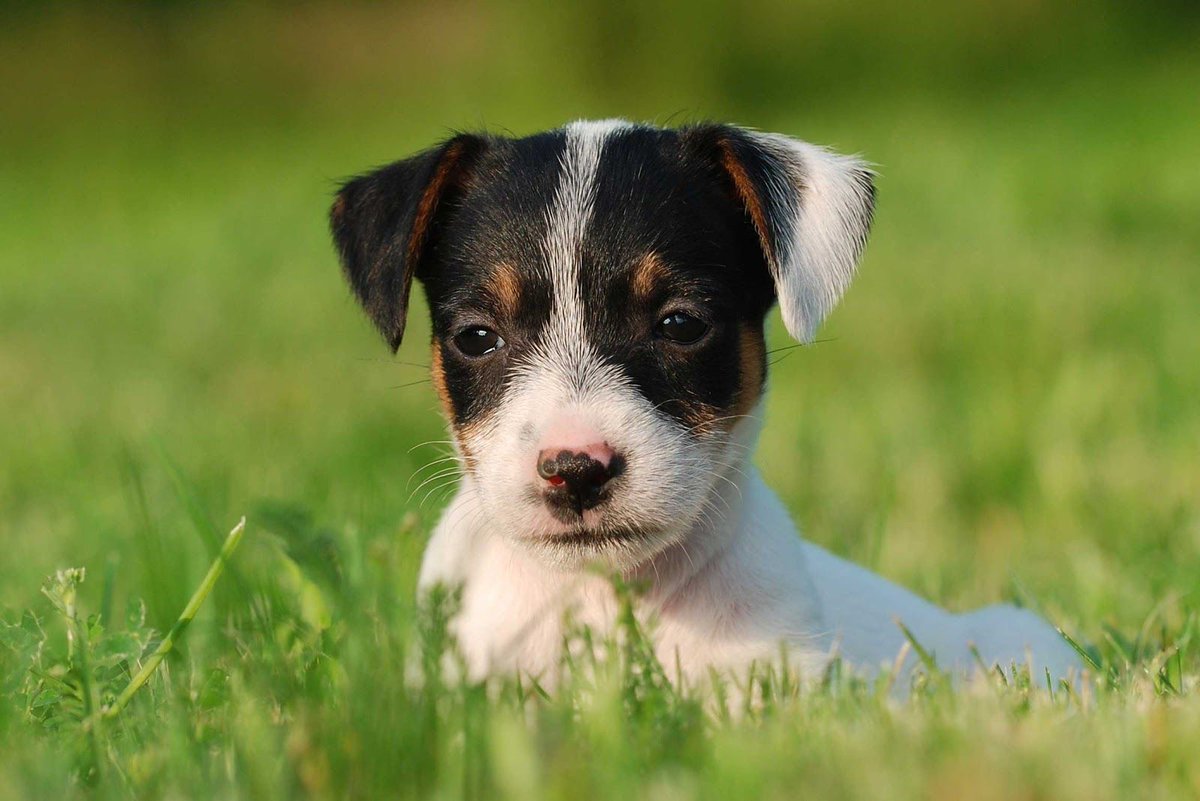 Austin_Vets's tweet photo. Need tips for bringing a new #puppy home? 🐾Here are some pointers! https://t.co/9MJGAd7ozg #atx #austinvet #pets #DogsofTwittter @Austin_Vets #dog #ThursdayThoughts #pets #pup #puppies https://t.co/vuAJl9a4xM