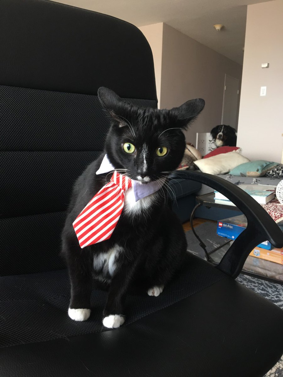 tangent_anim's tweet photo. Fur babies taking over our workspaces. The best kind of problem. π
#furbabies #furryfriends #petsatwork #pupsatwork #catsatwork #petcoworkers #wfh #stayathome #petsofinstagram #officepets #furrycoworker #napallday https://t.co/d3euMMoBmc