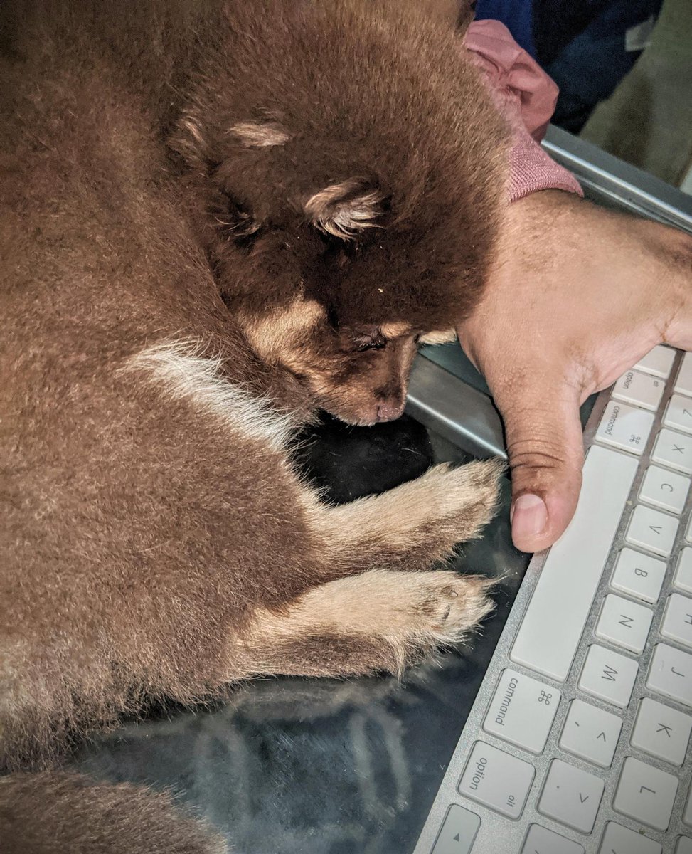 tangent_anim's tweet photo. Fur babies taking over our workspaces. The best kind of problem. π
#furbabies #furryfriends #petsatwork #pupsatwork #catsatwork #petcoworkers #wfh #stayathome #petsofinstagram #officepets #furrycoworker #napallday https://t.co/d3euMMoBmc