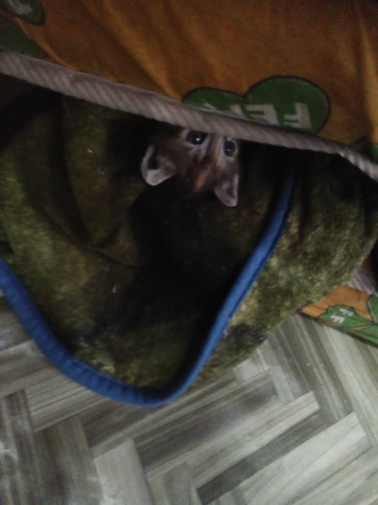 intnrasidi's tweet photo. Tengoklah perangai comel kucing aku ni😂😂😂 https://t.co/Azp2hWdW4N