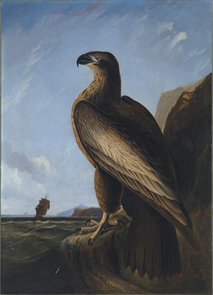 AncientSeas's tweet photo. 1. "Washington Sea Eagle" (ca. 1836-39) by John James Audubon.
2. "Mary Rose" by Richard Willis. https://t.co/ifhgTzPGGB