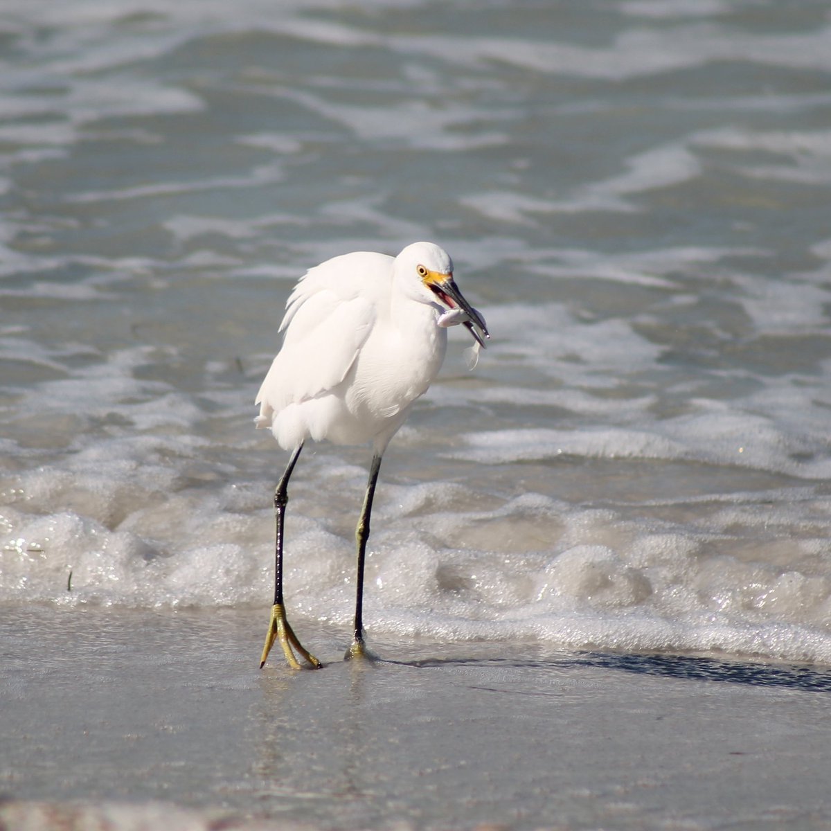 Michael51386294's tweet photo. Among the many things I love about Florida, #Birdwatching among my favorites. @PinellasCoNews @VISITFLORIDA @NWF https://t.co/6fcJdsSgHi