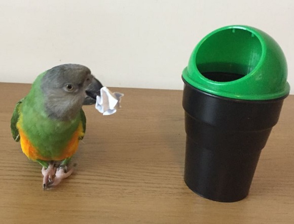 There are 5 exciting tricks for your Parrot to learn in our trick training academy so far. Check them out here. northernparrots.com/page/blogs/?ca…