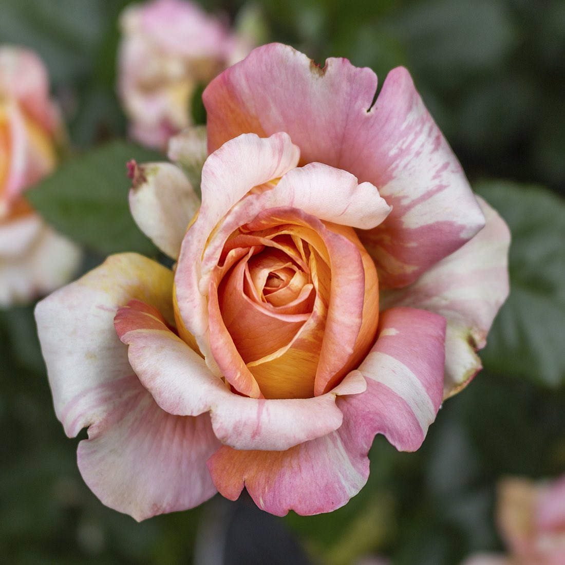 Taking a few shots while exploring #rosecity in full bloom.
3 of 3