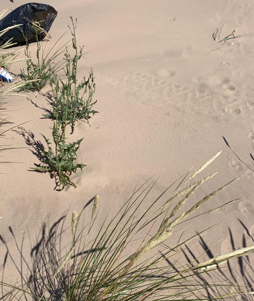 Tatārijas salāts Rītabuļļos izravēts. Paldies <a href="/DabasFonds/">Pasaules dabas fonds</a> par aktīvu darbu un nerimstošu iniciatīvu mammas dabas vides uzlabošanā. Paldies visiem, kas šodien talkoja. Bija jauki, pat dēli- pusaudži ravēja un priecājās. Nezāles jāizravē kā vidē, tā politika!