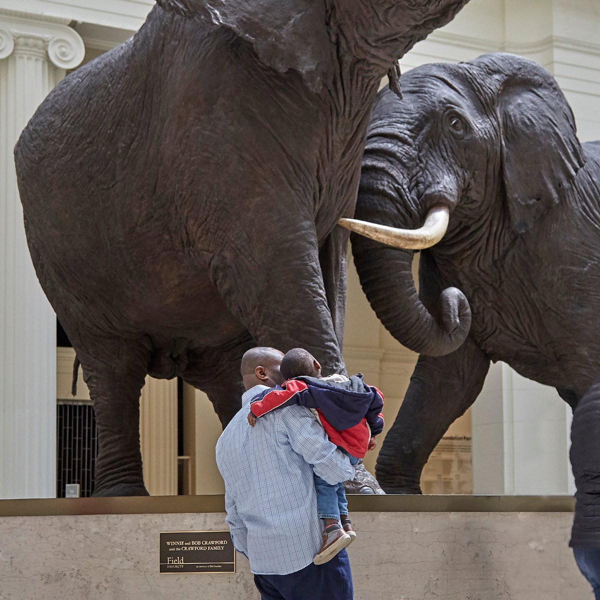 FieldMuseum's tweet photo. 🏛🎉 Can’t wait until our July 24 reopening? Become a member today to visit during Member Appreciation Days, starting July 17. https://t.co/3SS58mIpuj https://t.co/gSiZEGRuhh