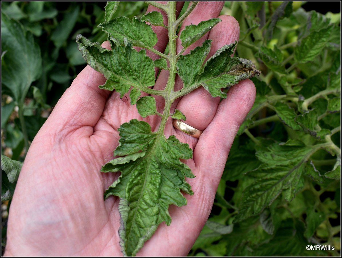 Marksvegplot's tweet photo. Some symptoms of weedkiller damage on my tomatoes again - thin, feathery leaves, with brown tips and blistered surfaces. This problem is bigger than lawncare companies and compost manufacturers want to admit! Please RT. @grow_mad @Steph_Hafferty @charlesdowding https://t.co/8XTT4G9vBg