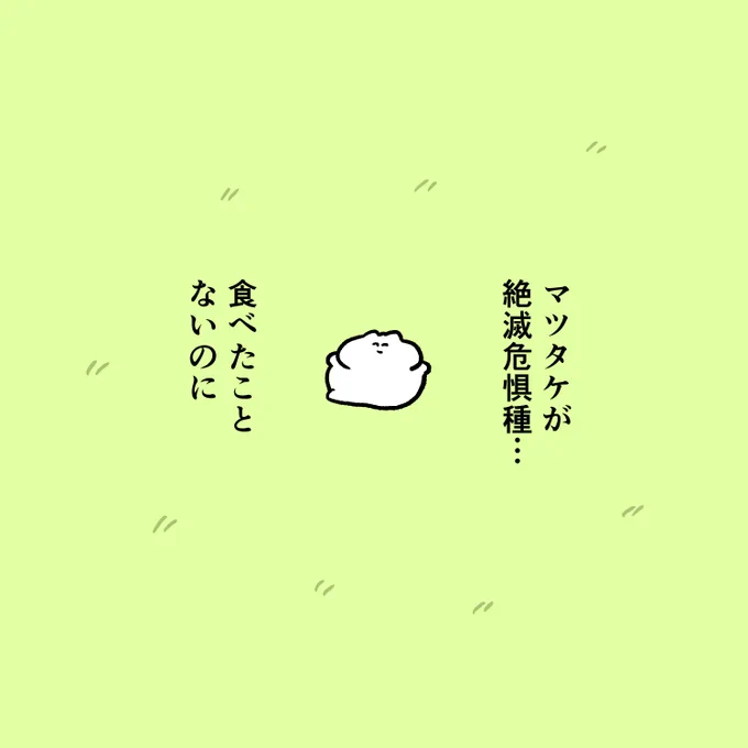 マツタケ 