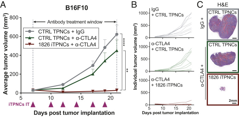 OTSociety's tweet photo. Nanoparticle Delivery of Immunostimulatory #Oligonucleotides Enhances Response to Checkpoint Inhibitor Therapeutics
$IDRA $DVAX $MGNK $ADRO $XCUR $PHIO $SBPH #checkmatepharma @ArtKrieg #CpG #TLR9
@kortylmt @AACR #cancerresearch #cancer #oncology @CR_UK
https://t.co/gNXcWBSQAq https://t.co/aRGlHliaDm