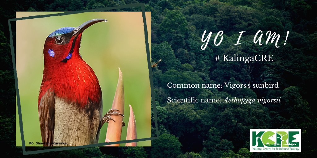 Vigors's Sunbird is a species of sunbird which is endemic to the Western Ghats of India. The males are bright red with a grey belly, iridescent blue-green tail and head markings. Females are dull grey overall, with a paler belly.

#KCRE #Vigorssunbird #Guesswho