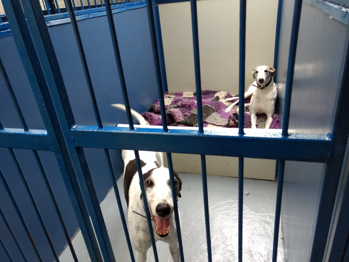 happy hounds aquatic & daycare