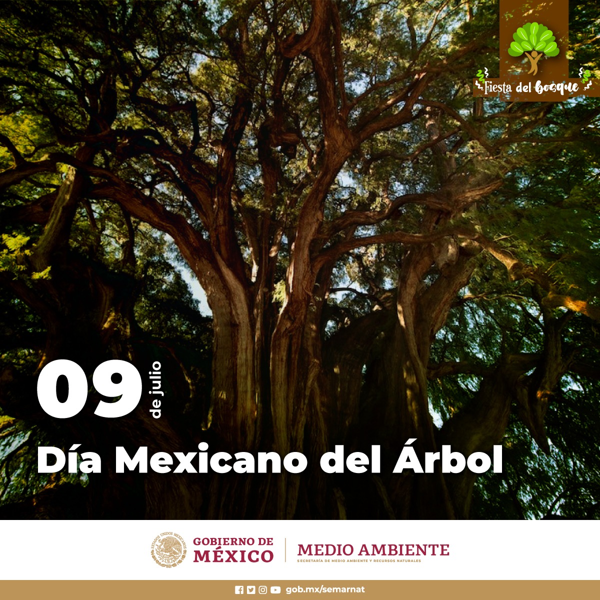 SEMARNAT_mx's tweet photo. ✨ El segundo jueves de julio celebramos en #México el #DíaDelÁrbol. 🥳💚🌲

🔸Nuestro pa��s cuenta con una enorme biodiversidad que contiene gran número de especies forestales, en muchos casos endémicas. 🌲🌳🍃👏🏽 https://t.co/MQcY2fxGCk