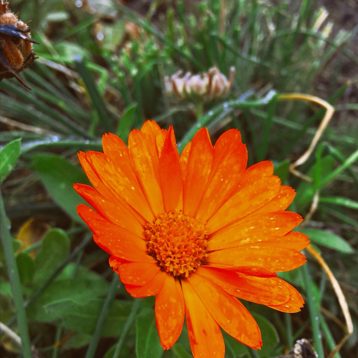 🌻 Groene Tips om van je tuin te genieten deze zomer! - mailchi.mp/eddc2eb62d92/g… Het is zomer! De natuur barst haast uit haar voegen. Tijd om te genieten van de intense geuren en kleuren, de rijke oogst en het volle groen...