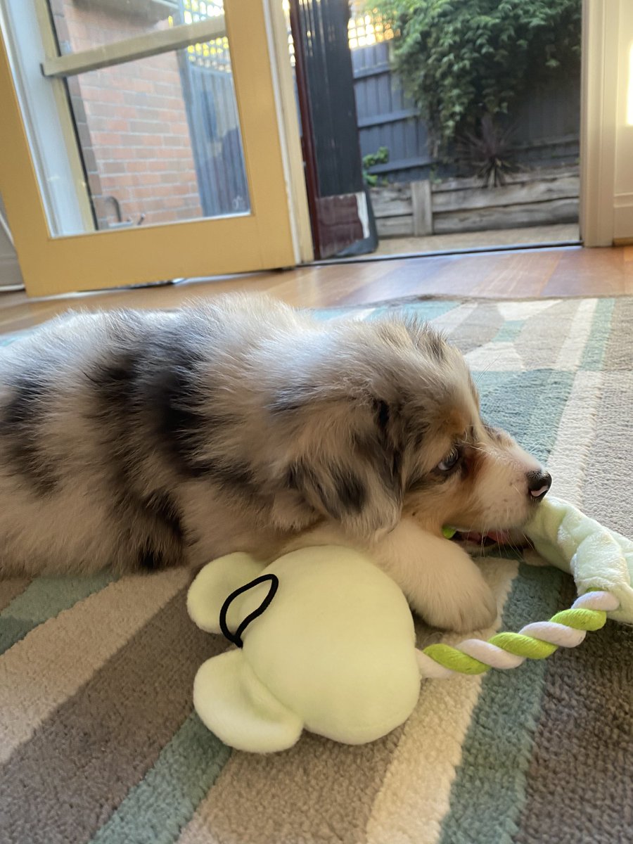 ConstructorLeo tweet media