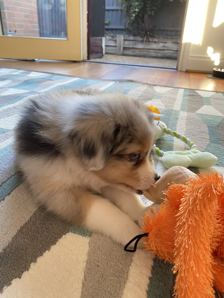 ConstructorLeo tweet media