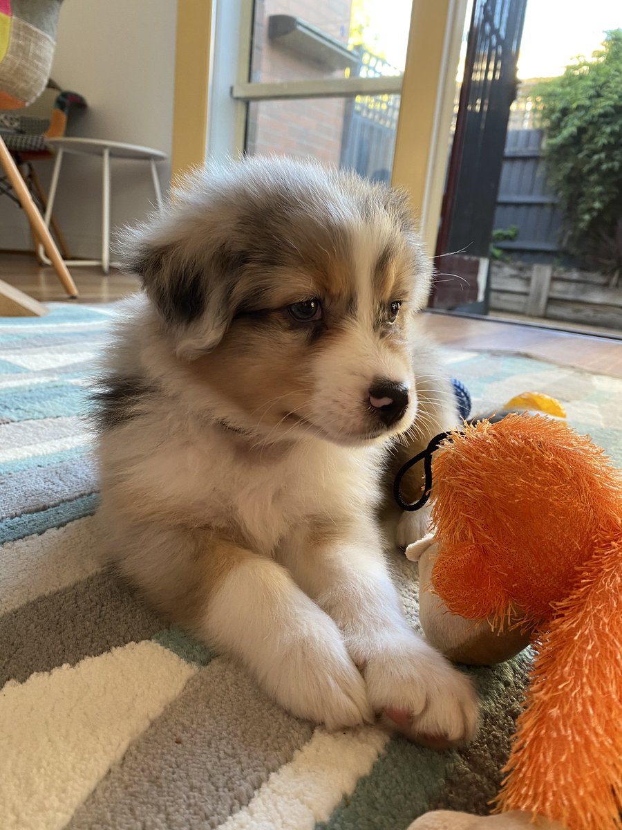 ConstructorLeo tweet media