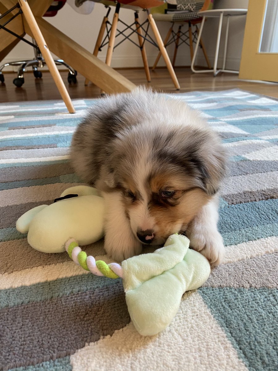 ConstructorLeo tweet media